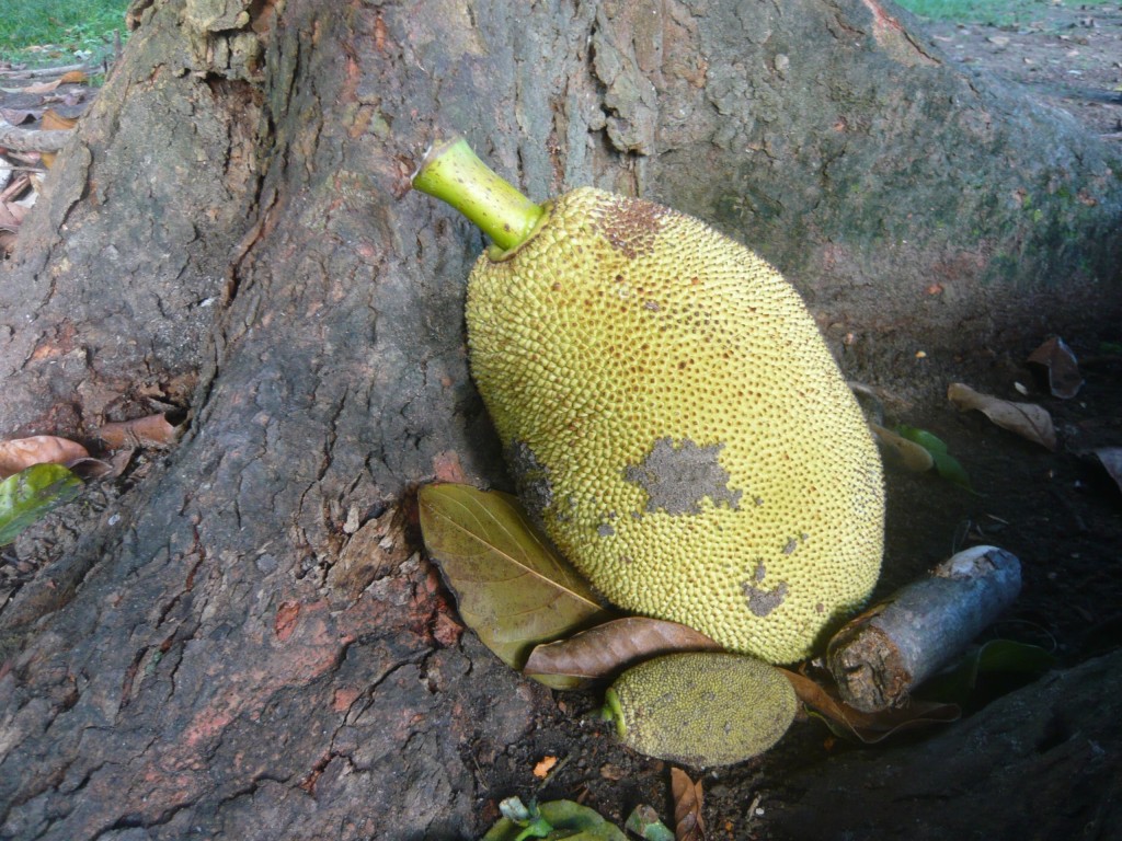 Diese Frucht nennt sich Jaca. Einmal geerntet, kann sie sehr stinken. Schmeckt aber gut