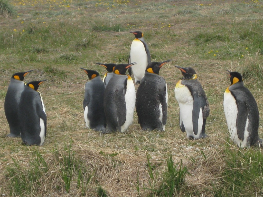 Pinguine gibt es nicht nur in Punta Arenas, sondern auch an der Bahía Inútil (die "unnütze Bucht"), in der Nähe von Porvenir auf Feuerland. Diese Exemplare sind Königspinguine, die größte Pinguinart, die es gibt. Dank meiner langsamen Reisegeschwindigkeit konnte ich diese Pinguine sehen: Mit einem Italiener war ich am Trampen, andere Italiener nahmen uns mit und machten Halt an dem damals recht unbekannten, unter Naturschutz stehenden Gebiet, wo man uns Zugang und eine kleine Führung gewährte