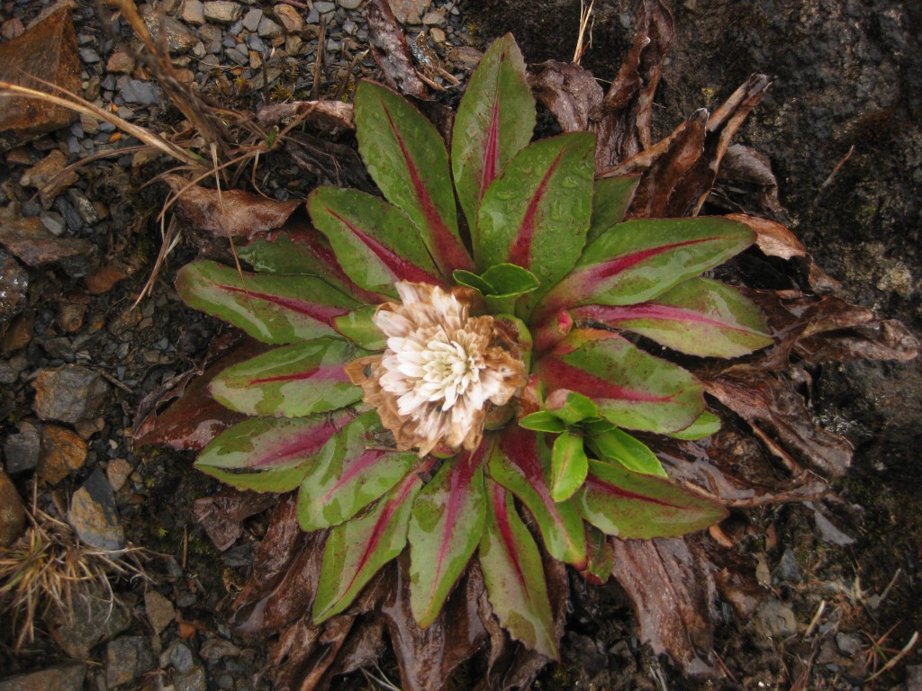 Nationalpark Sierra Nevada del Cocuy - Kolumbien - Flora und Fauna 4