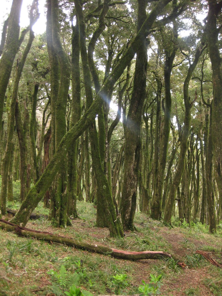 Vegetation - Bäume valdivianischer Regenwald - Geschützte Küstenzone „Punta Curiñanco“ - Valdivia - Chile - Südamerika (8)