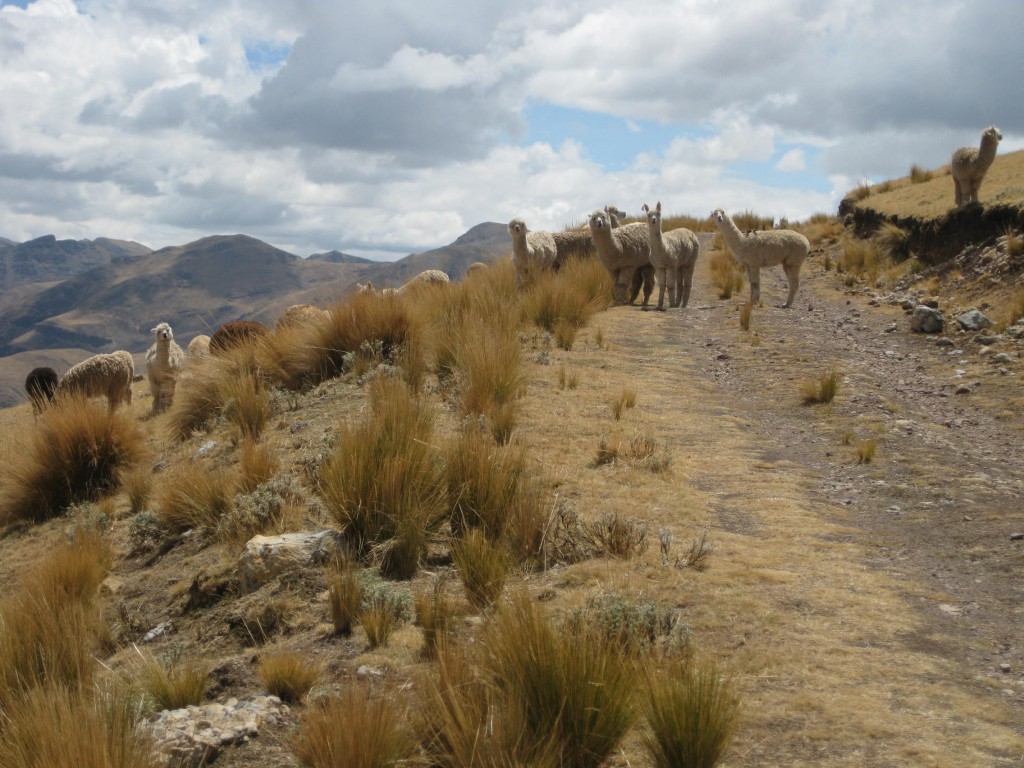 Lamas...oder sind's Alpacas