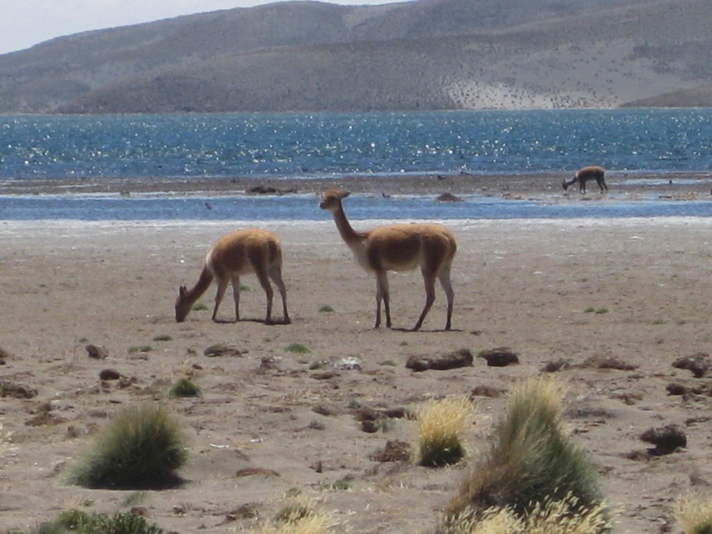 Vicuñas