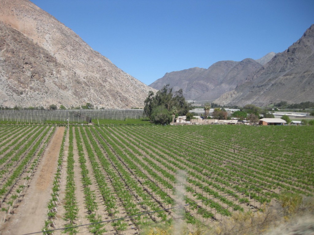 Die eher karge Vegetation im Valle de Elqui